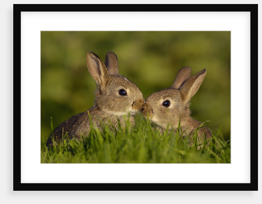 Young Rabbit Kits Rubbing Noses by Anonymous