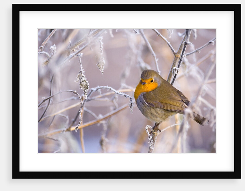Robin among frost covered branches by Anonymous