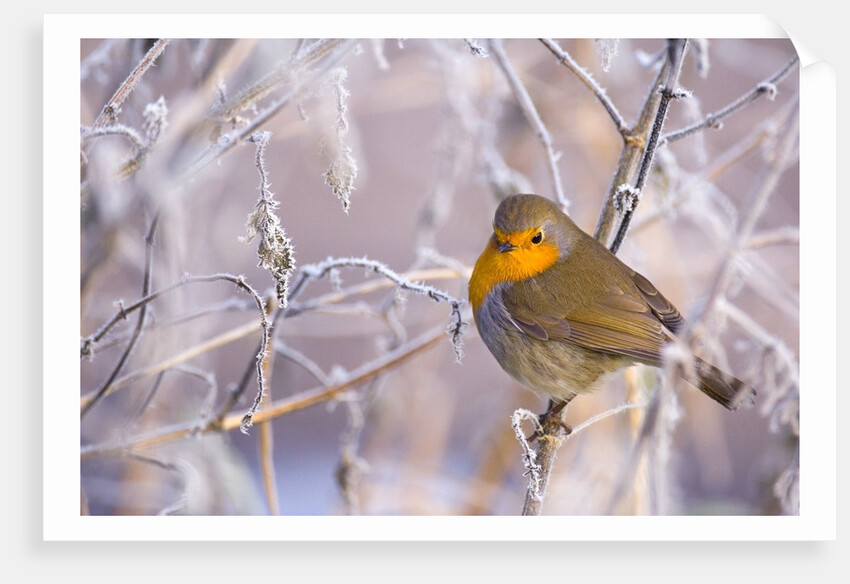 Robin among frost covered branches by Anonymous