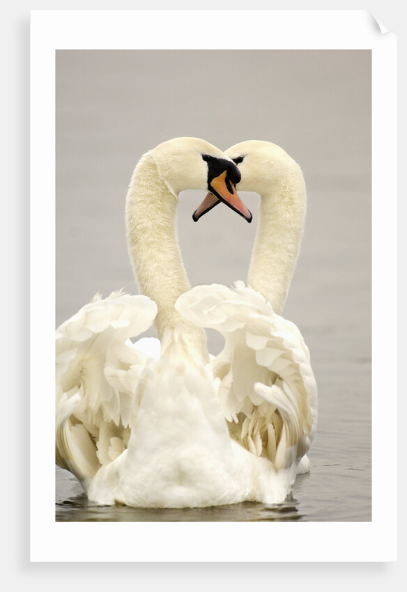 Mute Swan Pair During Their Courtship Ritual by Anonymous