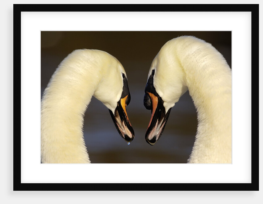 Mute Swan Pair During Their Courtship Ritual by Anonymous
