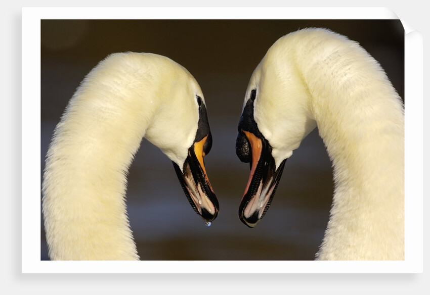 Mute Swan Pair During Their Courtship Ritual by Anonymous