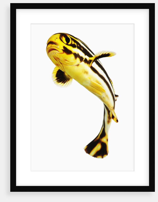 Juvenile Oriental sweetlip fish by Anonymous