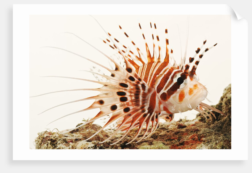 Spotfin lionfish by Anonymous