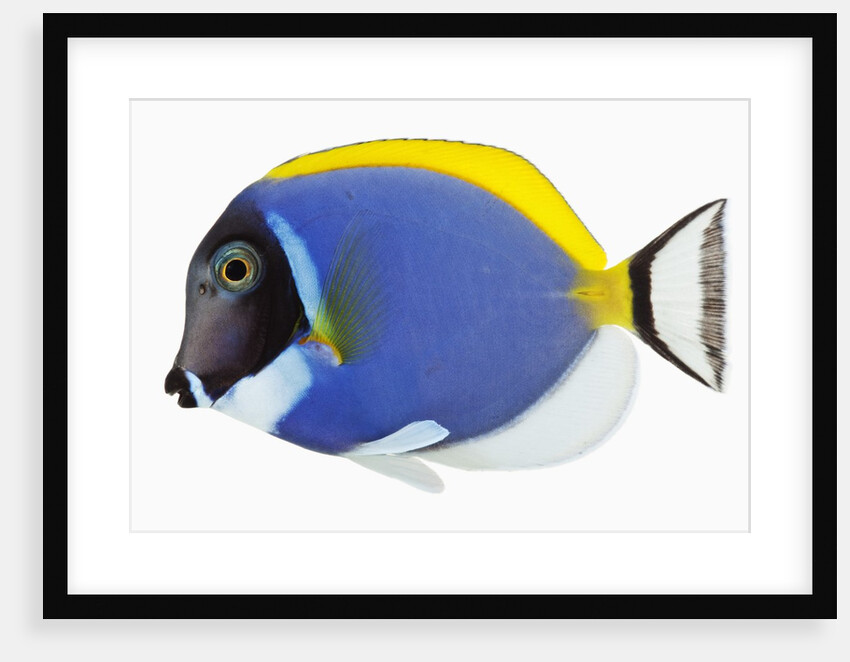 Powder blue tang by Anonymous