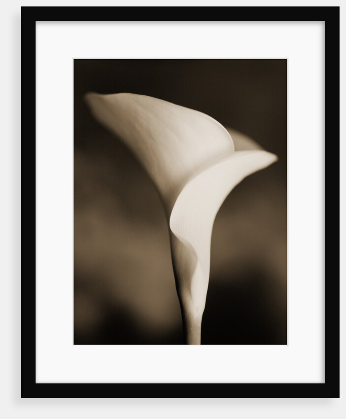Calla Lily by Tom Marks