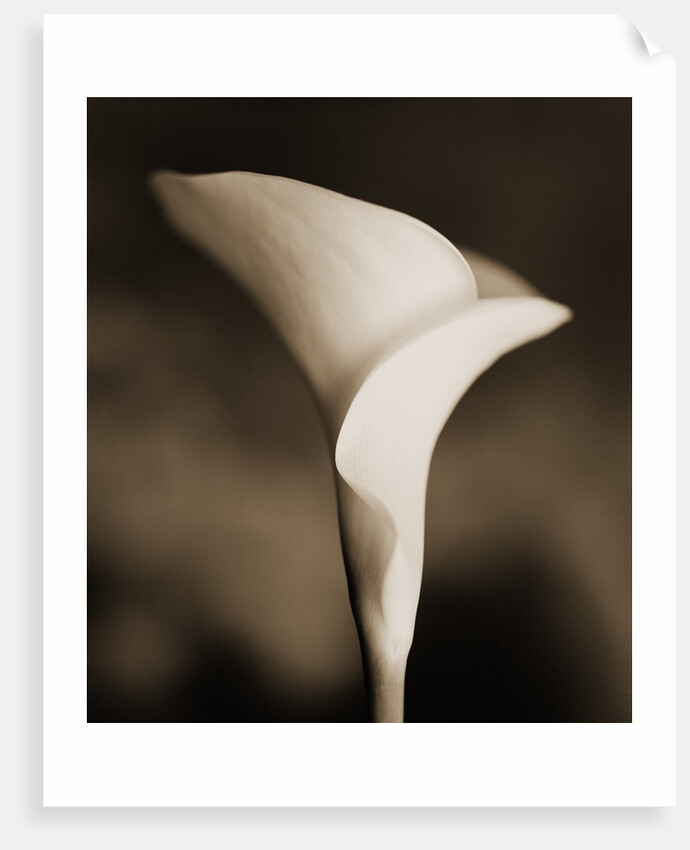 Calla Lily by Tom Marks