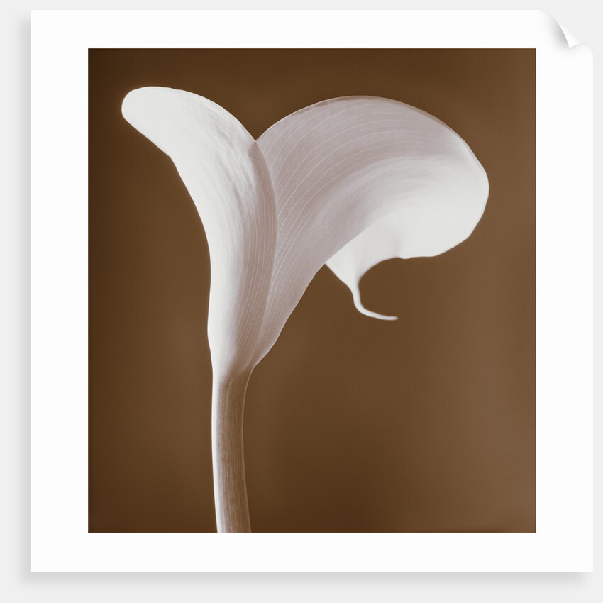 Calla Lily by Tom Marks