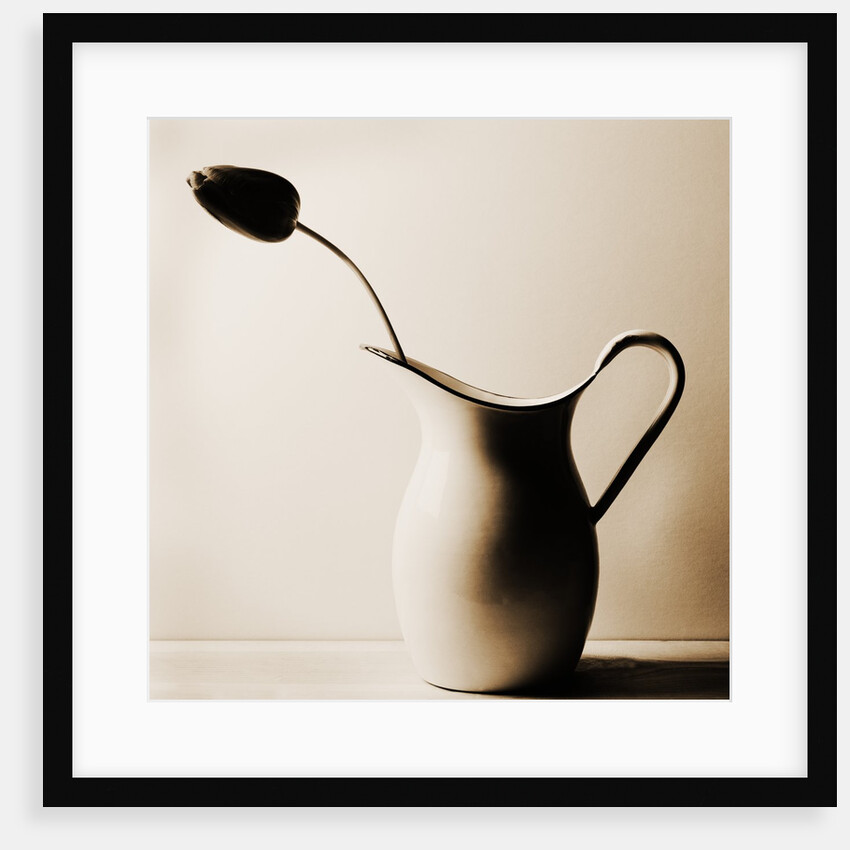 Dark Tulip in Old Enamel Water Pitcher by Tom Marks