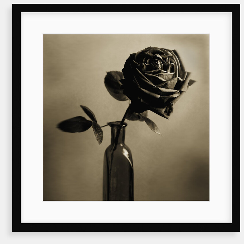 Still Life of a Rose in a Bottle by Tom Marks
