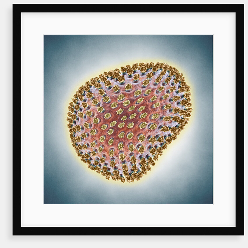 A(H1N1) (Swine flu) virus illustration by Anonymous