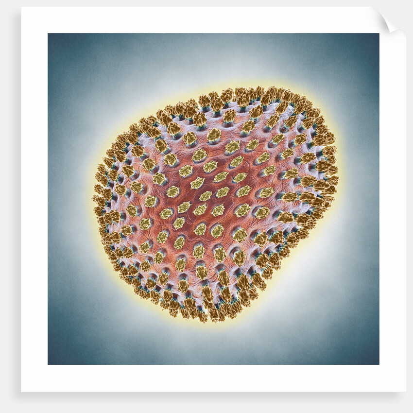 A(H1N1) (Swine flu) virus illustration by Anonymous