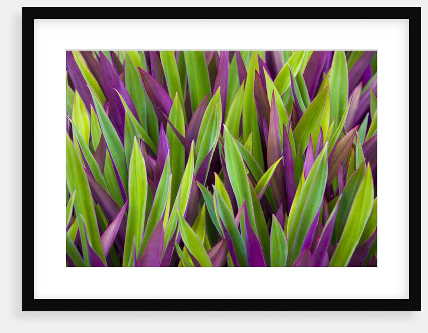 Colorful Plant in Palau by Anonymous