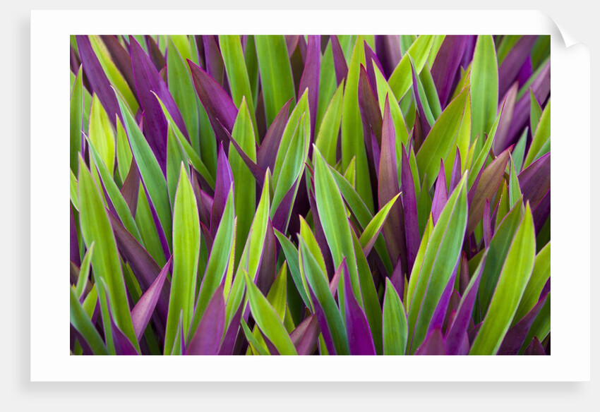 Colorful Plant in Palau by Anonymous