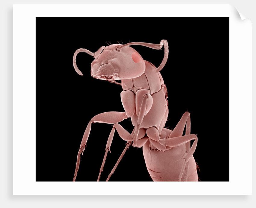 Ant by Anonymous