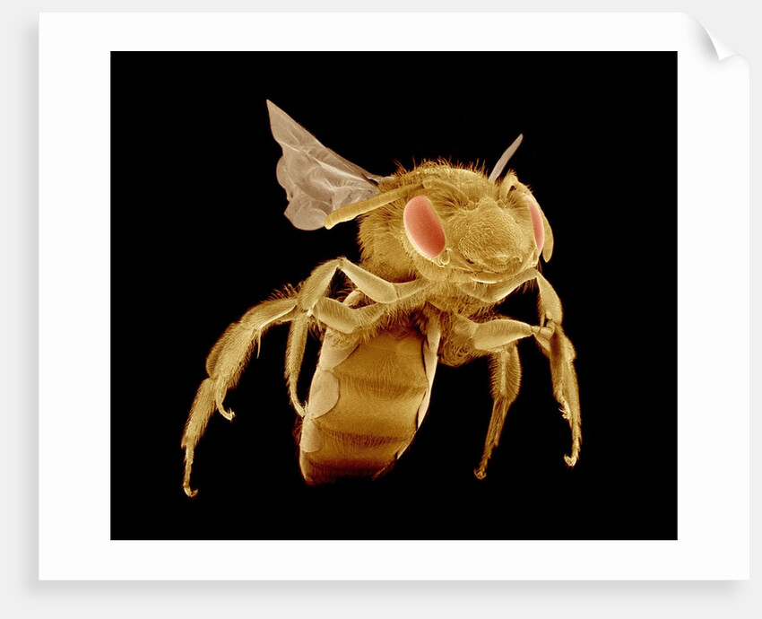 Bee by Anonymous