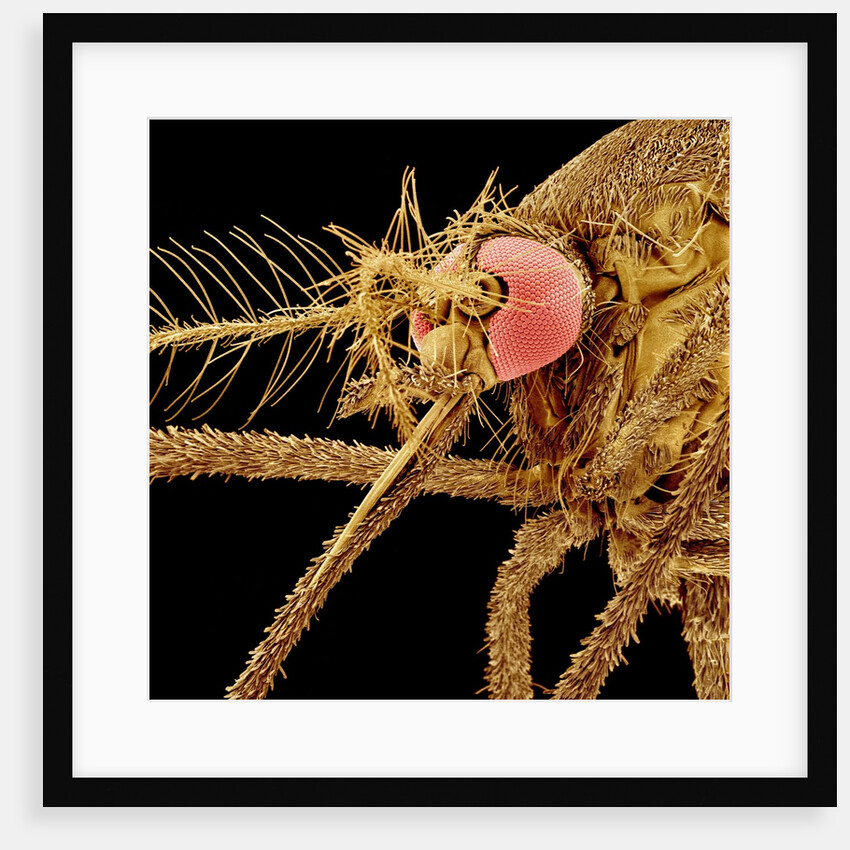 Female Asian Tiger Mosquito by Anonymous