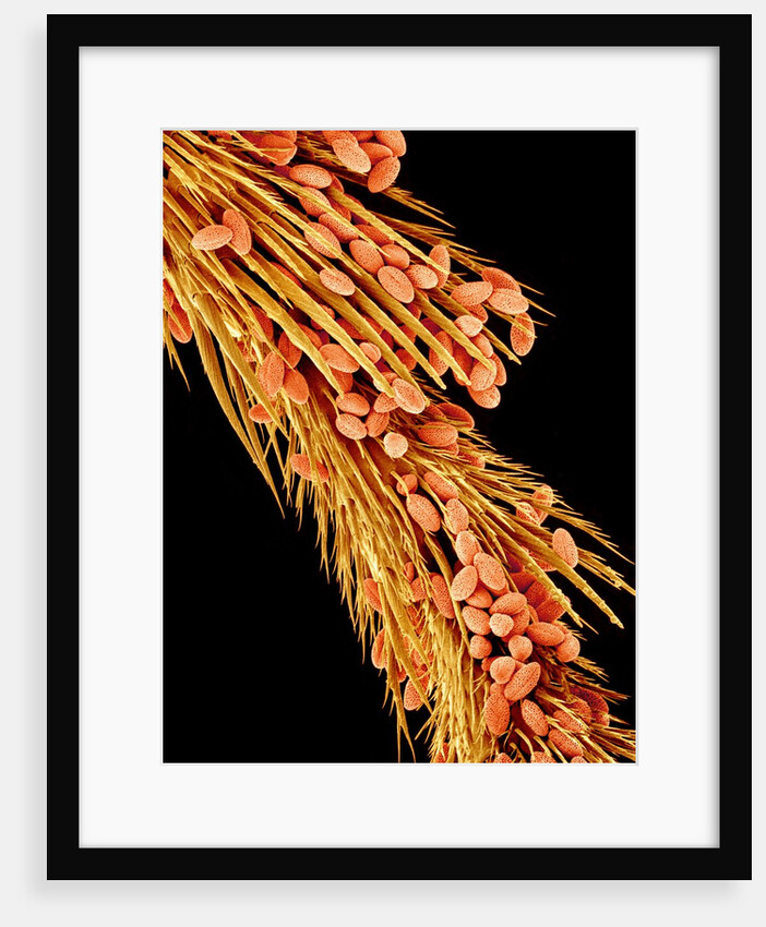 Leg of a bee with pollen by Anonymous