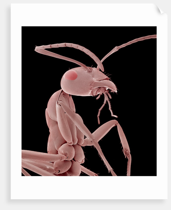 Ant by Anonymous