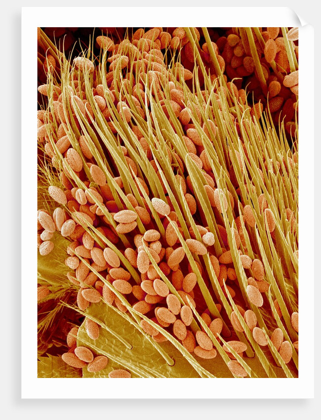 Leg of a bee with pollen by Anonymous