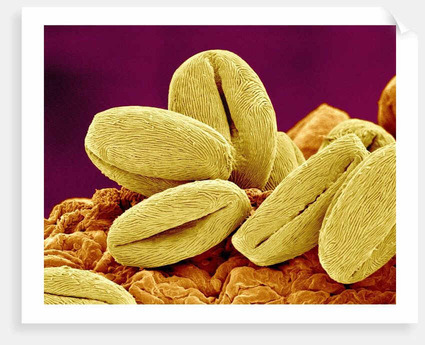 Pollen of Cherry Blossom by Anonymous