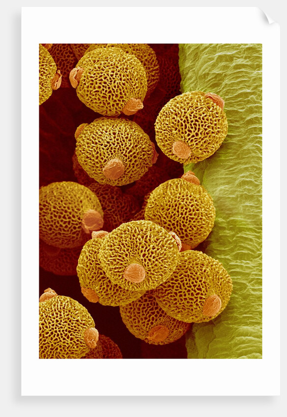 Geranium pollen in anther by Anonymous