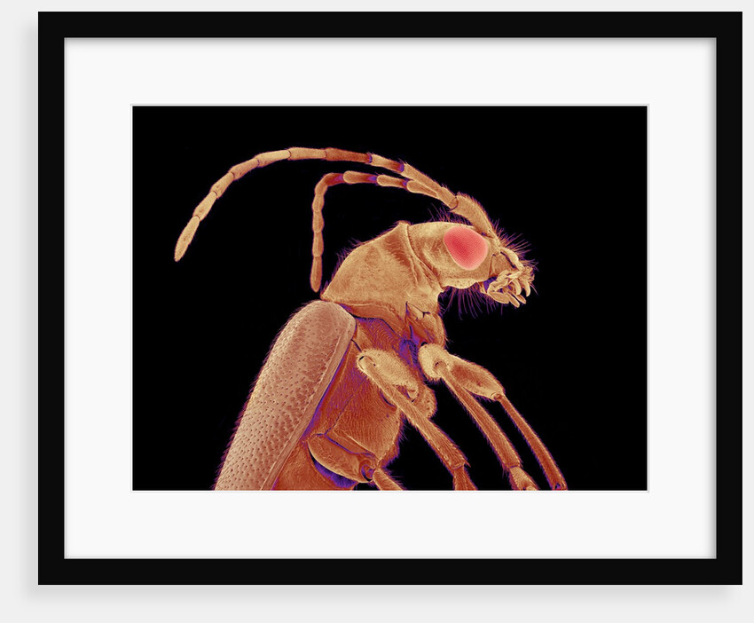 Long-horned beetle by Anonymous