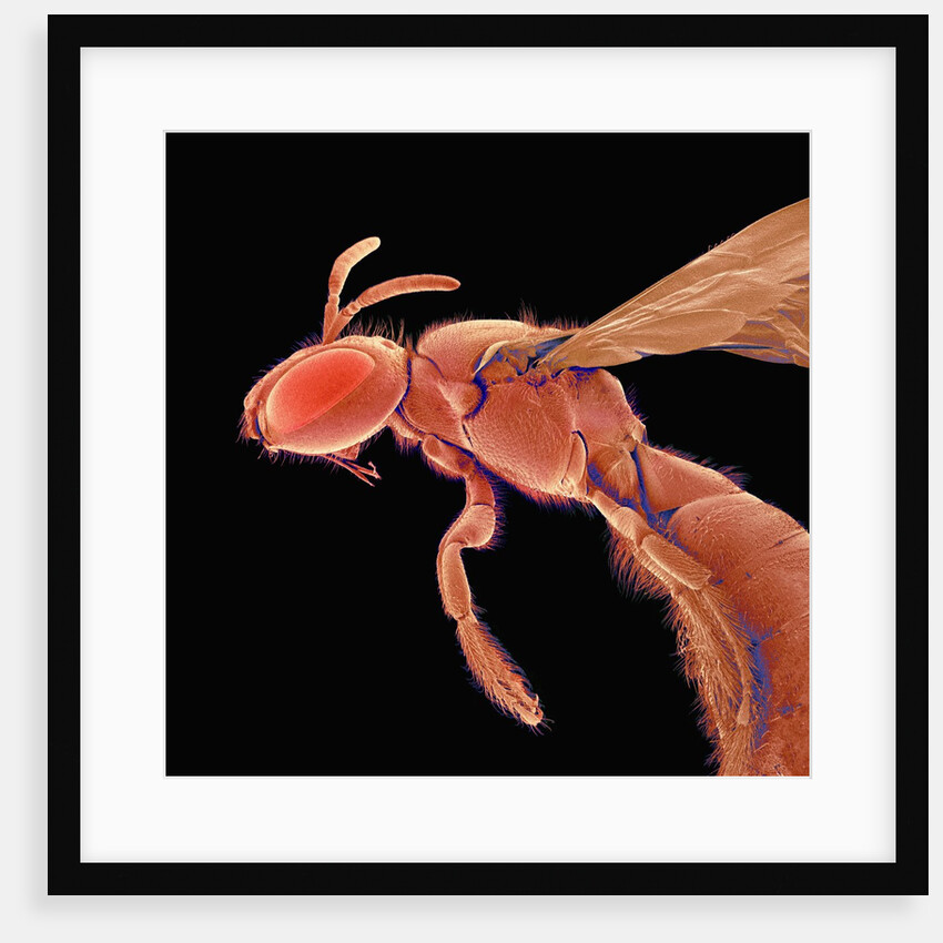 Bee by Anonymous