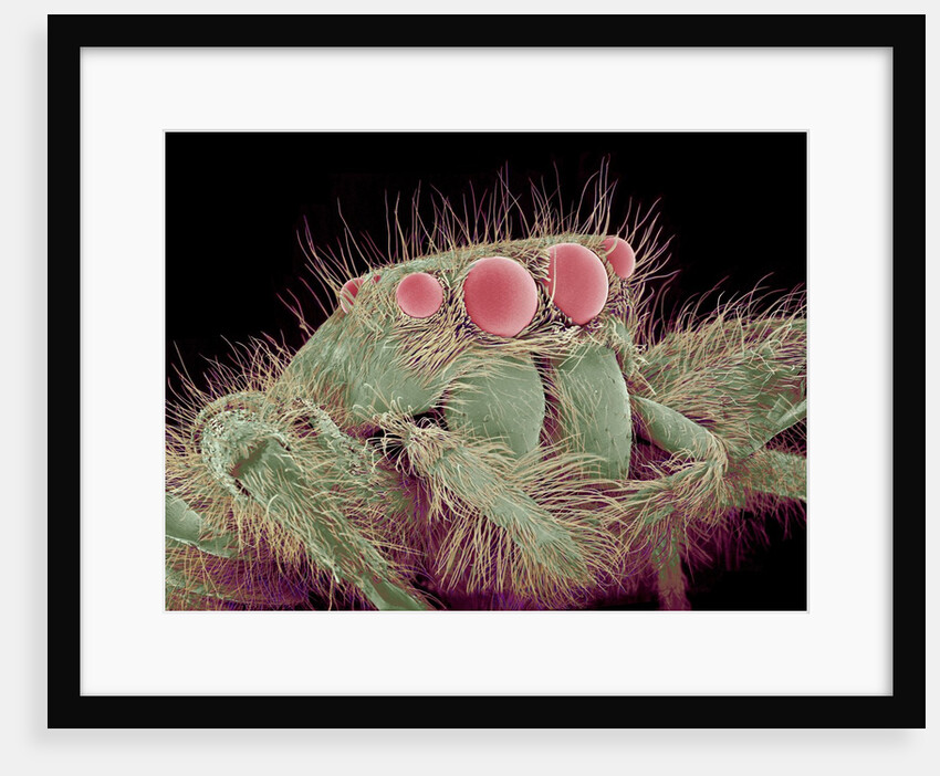 Jumping spider by Anonymous