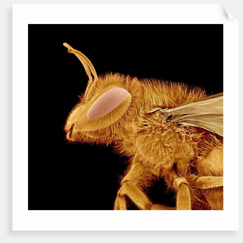 Head of a Bee by Anonymous