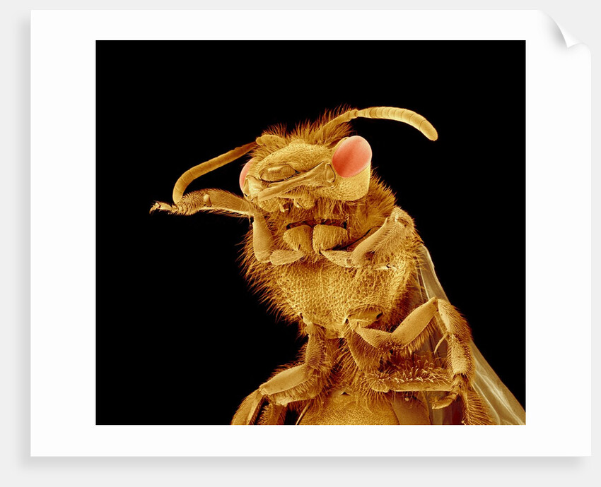 Front half of a Bee by Anonymous