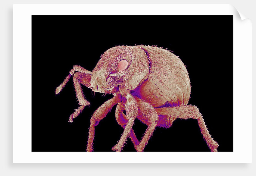 Weevil by Anonymous