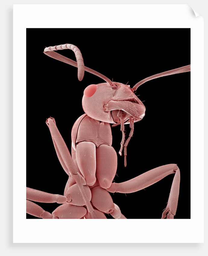 Ant by Anonymous