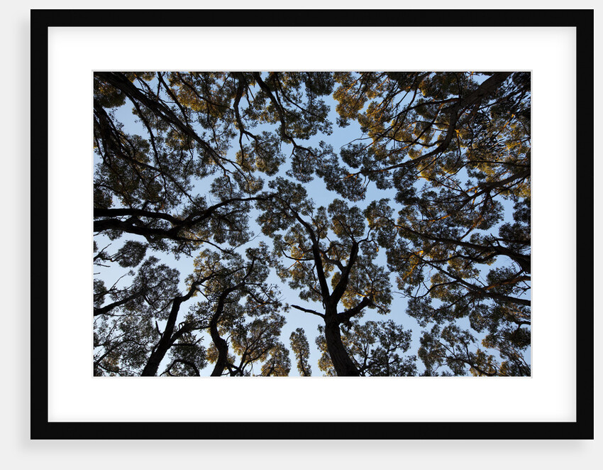 Forest Canopy by Anonymous