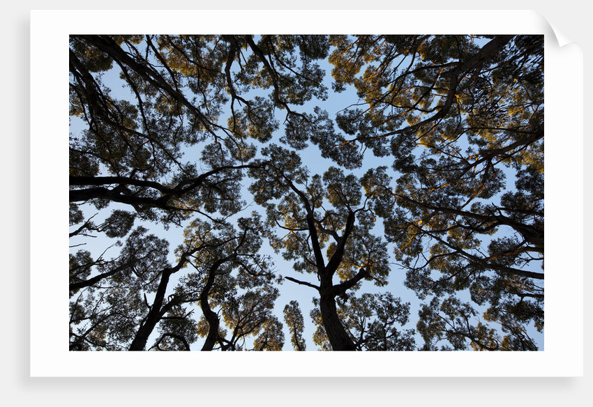 Forest Canopy by Anonymous