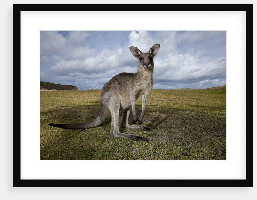 Eastern Gray Kangaroo in Australia's Murramarang National Park by Anonymous