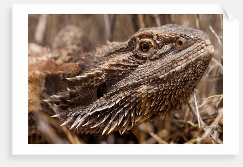 Inland Bearded Dragon in the Australian Outback by Anonymous