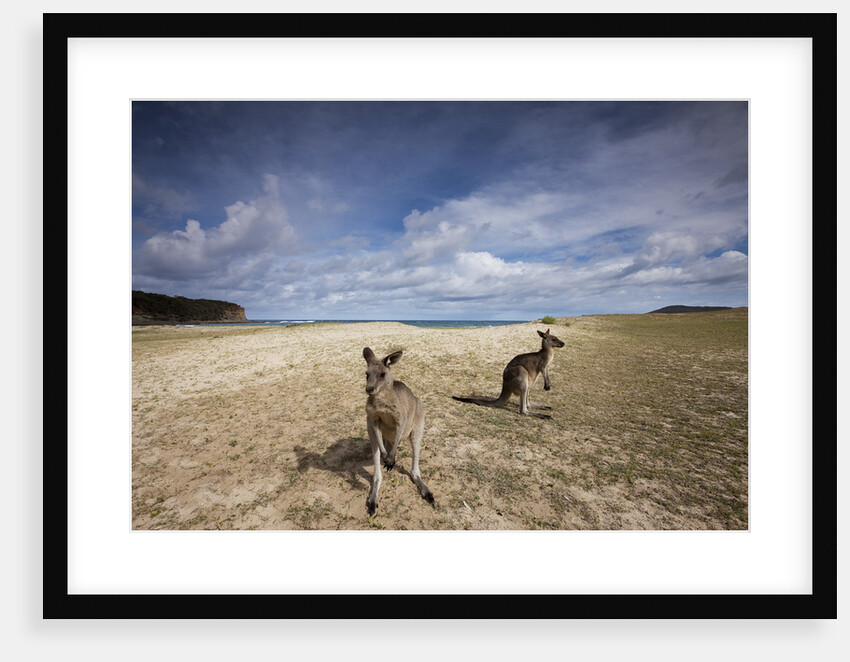Eastern Gray Kangaroos on beach in Murramarang National Park by Anonymous