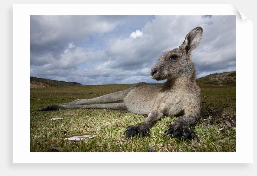 Eastern Gray Kangaroo in Murramarang National Park by Anonymous