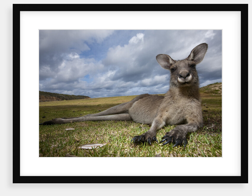 Eastern Gray Kangaroo in Murramarang National Park by Anonymous