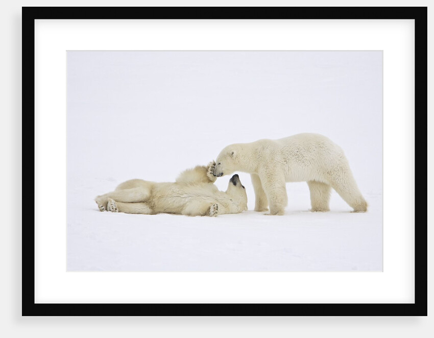 Polar Bears Playing by Anonymous