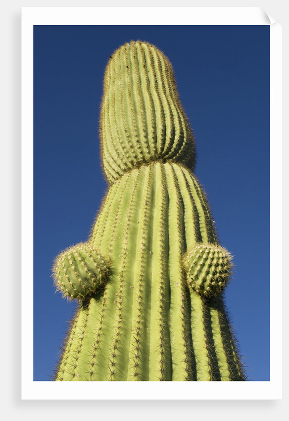 Saguaro Cactus in Tinajas Altas Mountains by Anonymous
