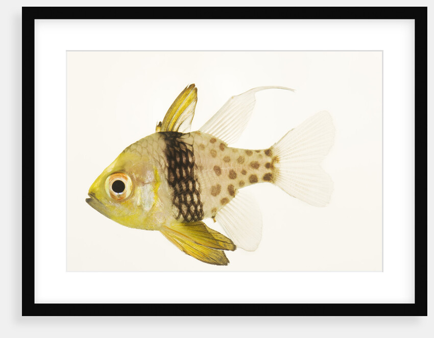 Polka Dot Cardinal Fish by Anonymous