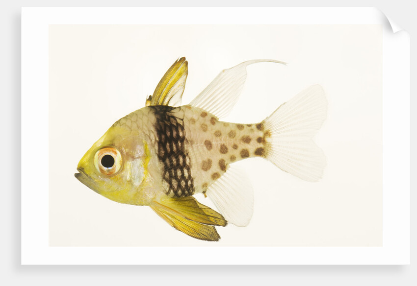 Polka Dot Cardinal Fish by Anonymous