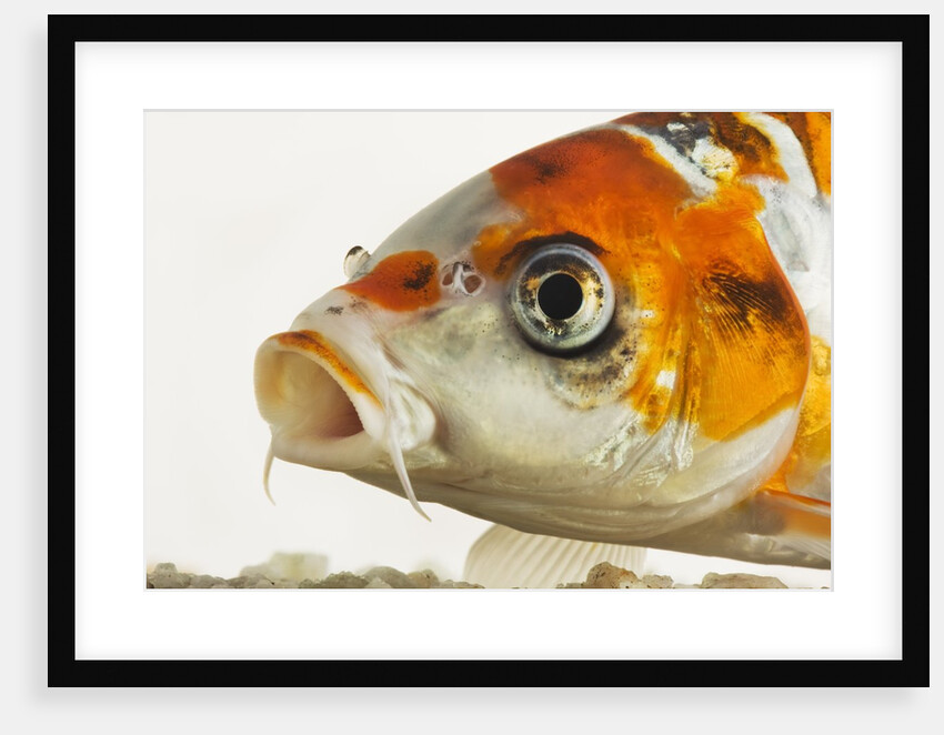 Face of koi fish by Anonymous