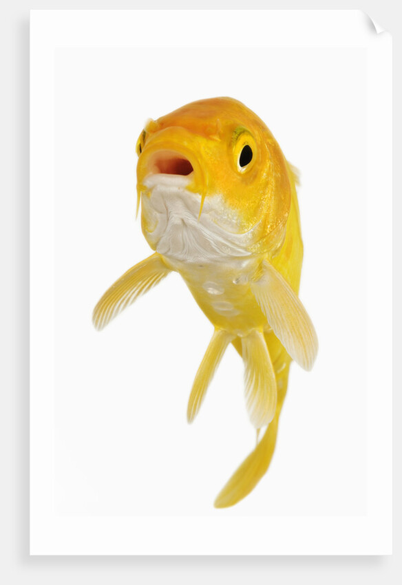 Koi Fish by Anonymous