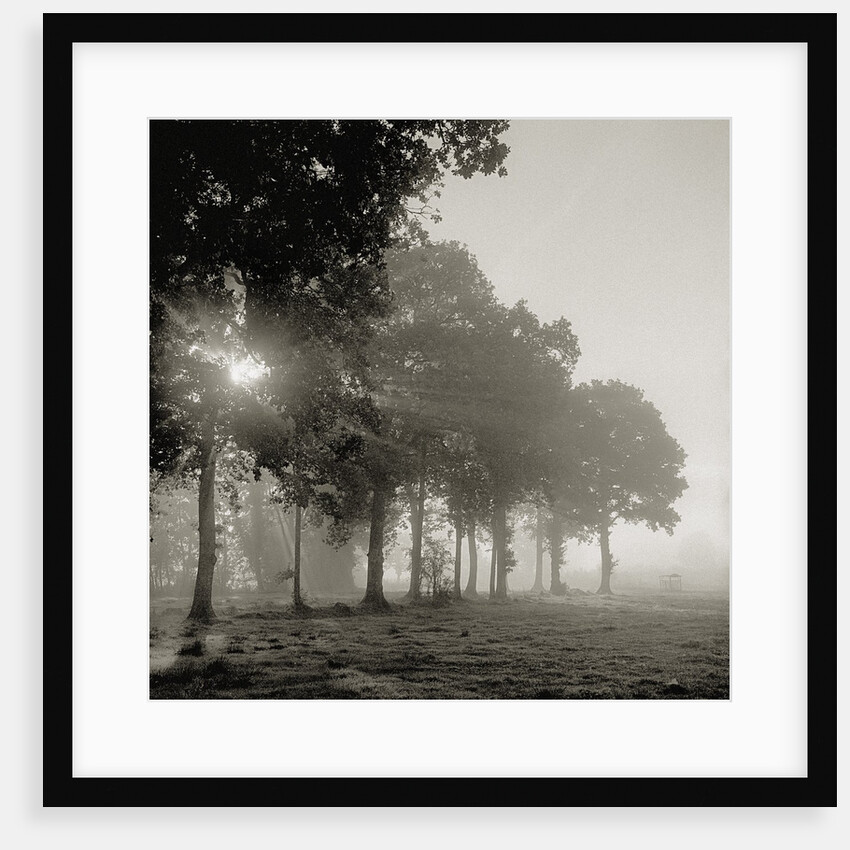 Sun shining through morning mist by Anonymous