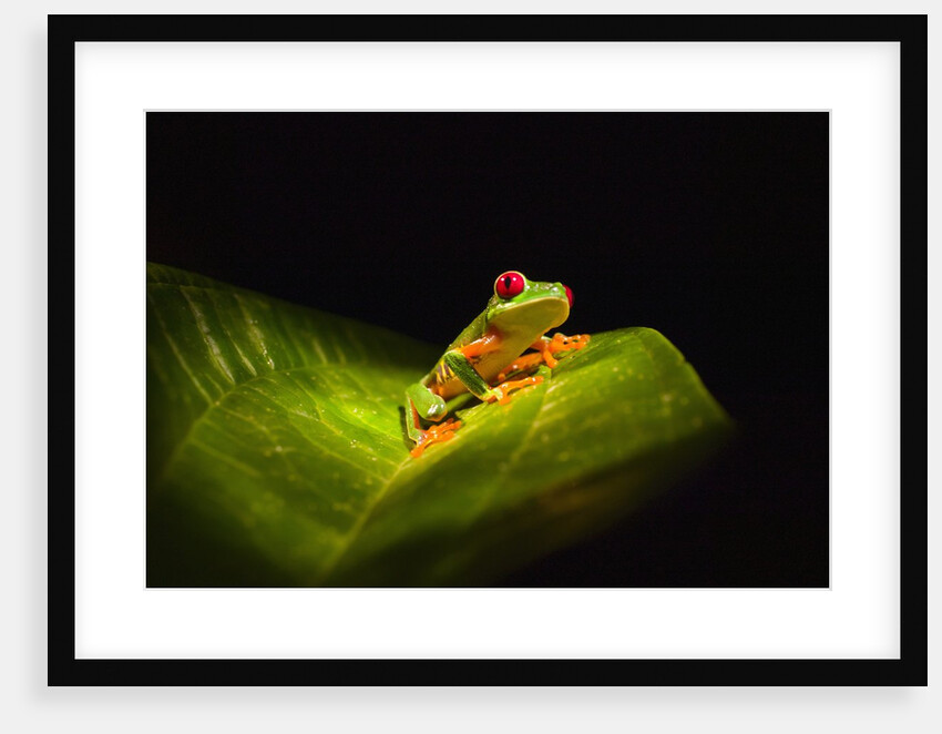 Red-eyed tree frog on leaf by Anonymous