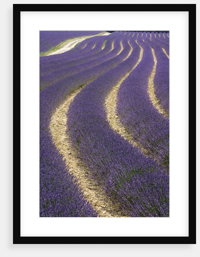 Lavender field by Anonymous