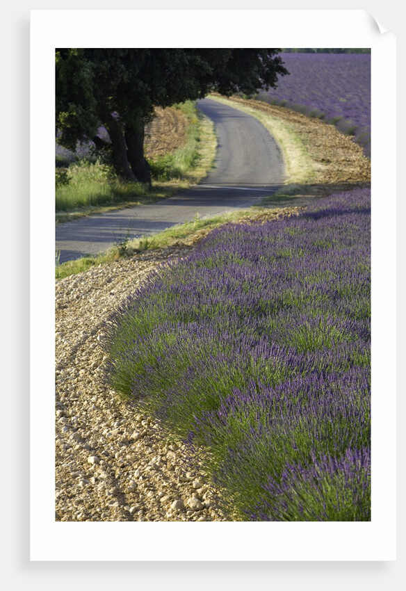 Lavender field and winding road by Anonymous